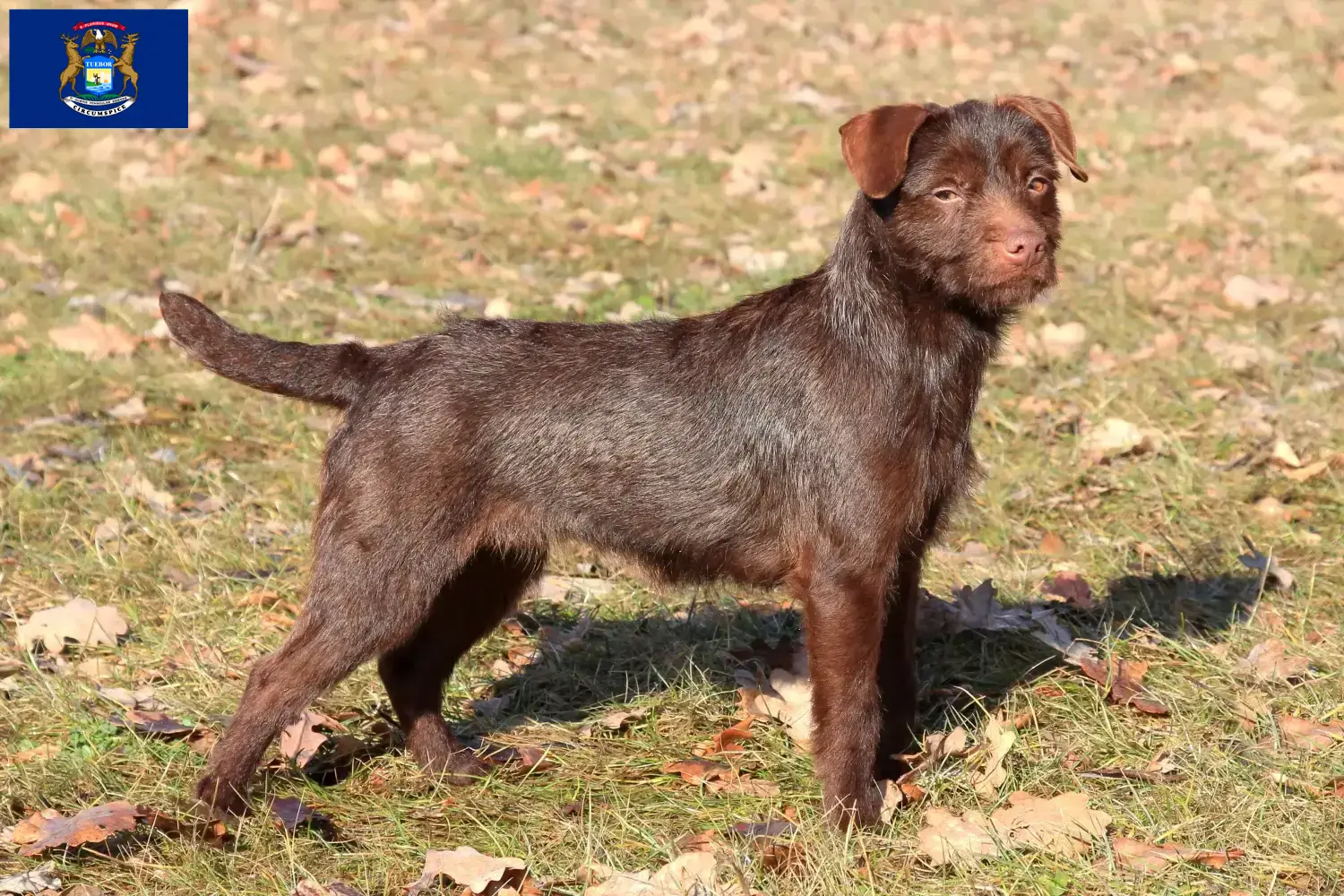 Patterdale Terrier puppies and breeders Michigan Find Patterdale Terrier breeders in Michigan.