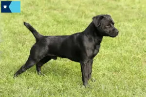 Read more about the article Patterdale Terrier breeders and puppies in Minnesota