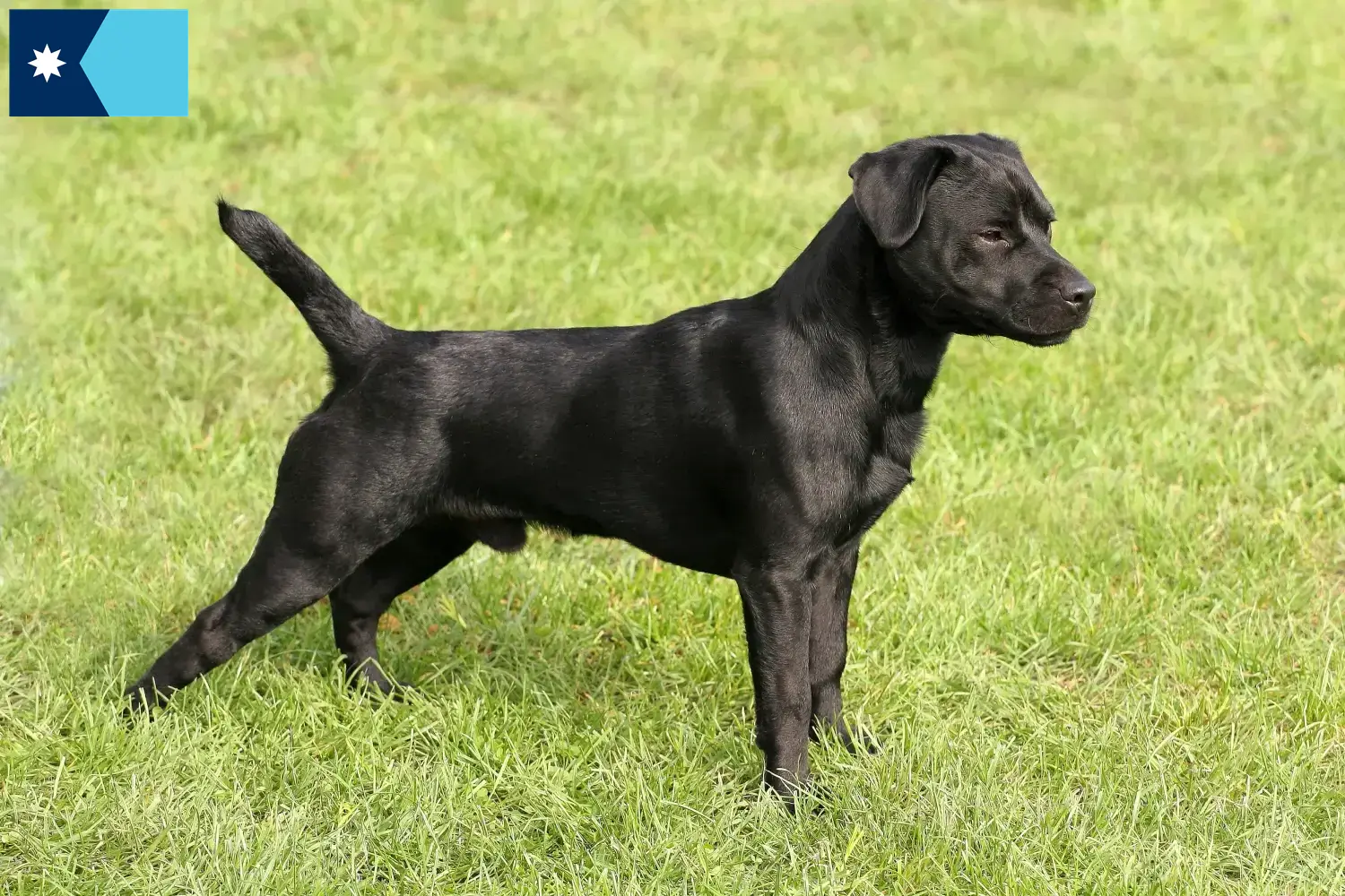 Patterdale Terrier puppies and breeders Minnesota Find Patterdale Terrier breeders in Minnesota.