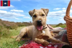 Read more about the article Patterdale Terrier breeders and puppies in Mississippi