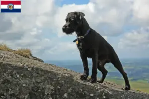 Read more about the article Patterdale Terrier breeders and puppies in Missouri