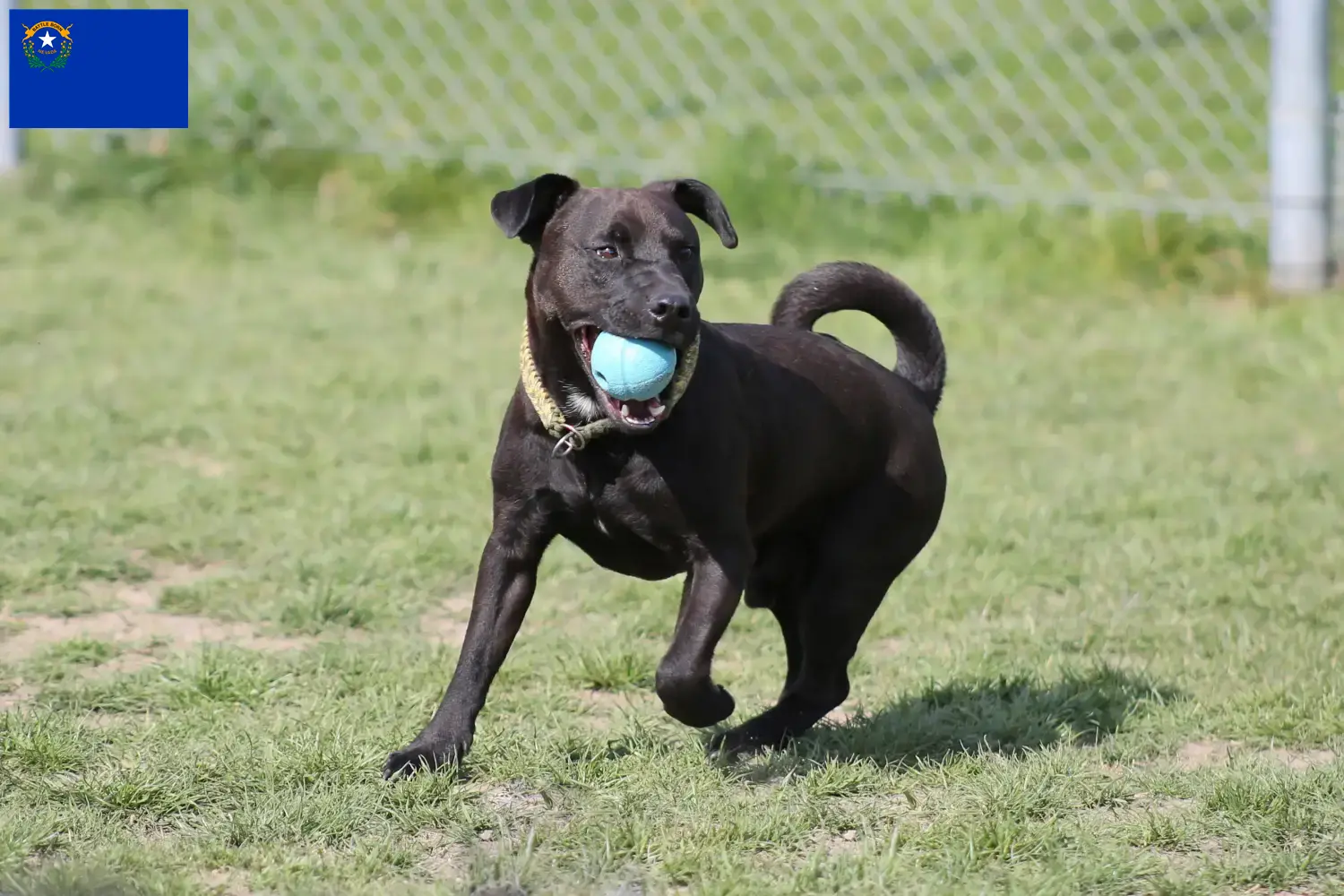 Patterdale Terrier puppies and breeders Nevada Find Patterdale Terrier breeders in Nevada.