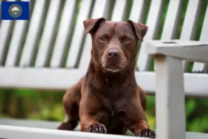 Read more about the article Patterdale Terrier breeders and puppies in New Hampshire