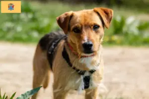 Read more about the article Patterdale Terrier breeders and puppies in New Jersey
