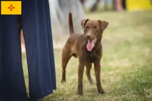 Read more about the article Patterdale Terrier breeders and puppies in New Mexico