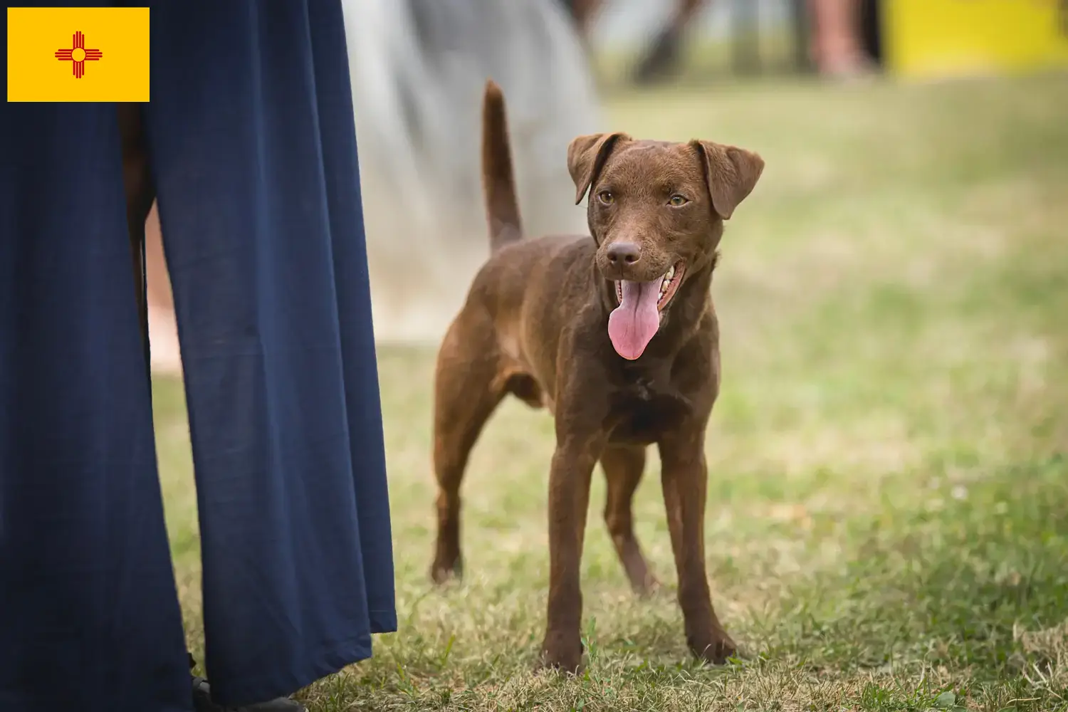 Read more about the article Patterdale Terrier breeders and puppies in New Mexico