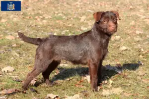Read more about the article Patterdale Terrier breeders and puppies in New York