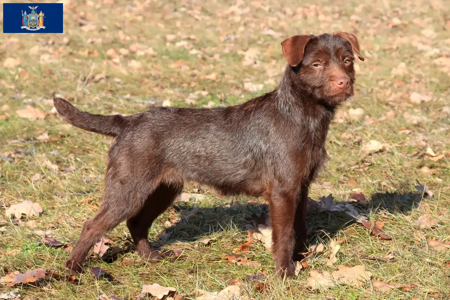 Patterdale Terrier puppies and breeders New York Find Patterdale Terrier breeders in New York here.