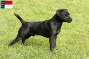 Read more about the article Patterdale Terrier breeders and puppies in North Carolina