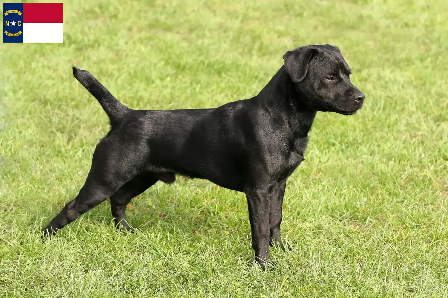 Patterdale Terrier puppies and breeders North Carolina Find Patterdale Terrier breeders in North Carolina.