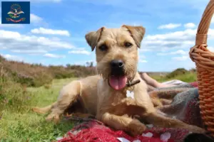 Read more about the article Patterdale Terrier breeders and puppies in North Dakota