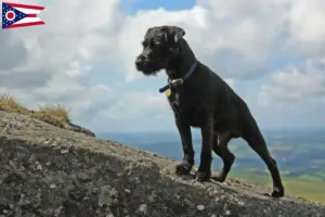 Read more about the article Patterdale Terrier breeders and puppies in Ohio