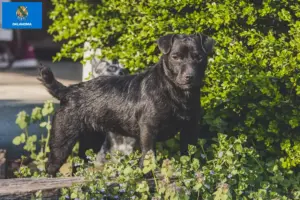 Read more about the article Patterdale Terrier breeders and puppies in Oklahoma