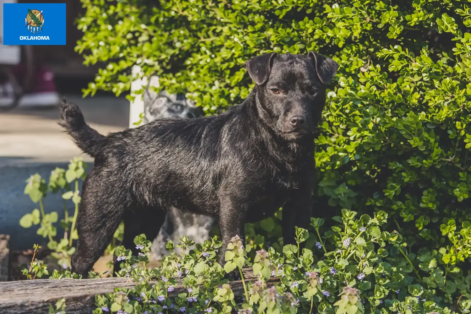 Patterdale Terrier puppies and breeders Oklahoma Find Patterdale Terrier breeders in Oklahoma.