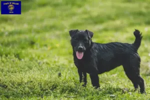 Read more about the article Patterdale Terrier breeders and puppies in Oregon