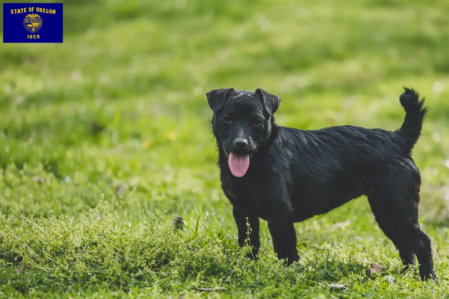 Patterdale Terrier puppies and breeders Oregon Find Patterdale Terrier breeders in Oregon.