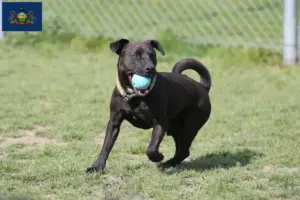 Read more about the article Patterdale Terrier breeders and puppies in Pennsylvania