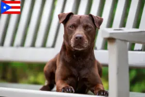 Read more about the article Patterdale Terrier breeders and puppies in Puerto Rico