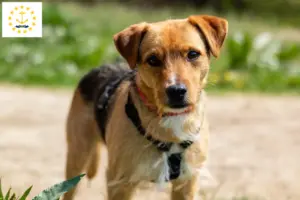 Read more about the article Patterdale Terrier breeders and puppies in Rhode Island