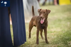 Read more about the article Patterdale Terrier breeders and puppies in South Carolina