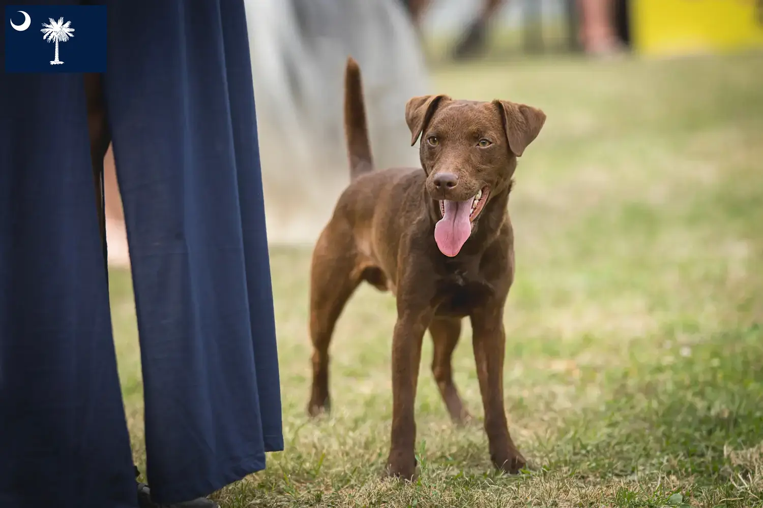 Patterdale Terrier puppies and breeders South Carolina Find Patterdale Terrier breeders in South Carolina.