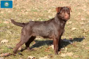 Read more about the article Patterdale Terrier breeders and puppies in South Dakota