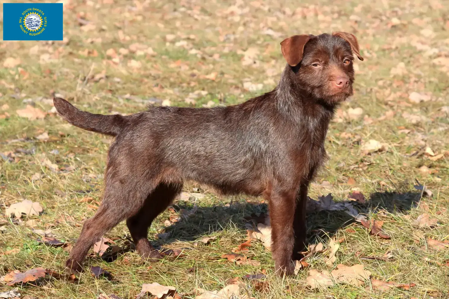 Read more about the article Patterdale Terrier breeders and puppies in South Dakota