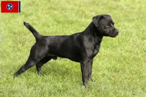 Read more about the article Patterdale Terrier breeders and puppies in Tennessee