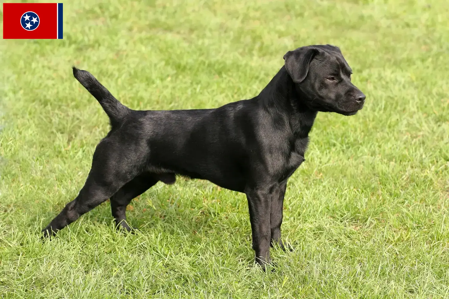 Read more about the article Patterdale Terrier breeders and puppies in Tennessee