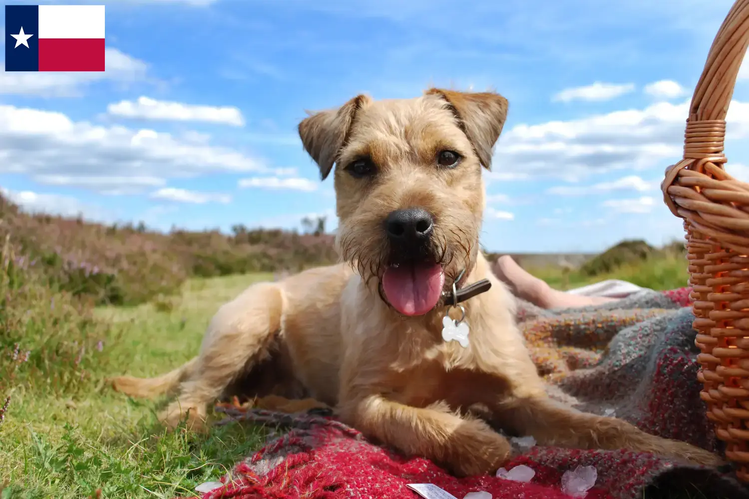 Read more about the article Patterdale Terrier breeders and puppies in Texas