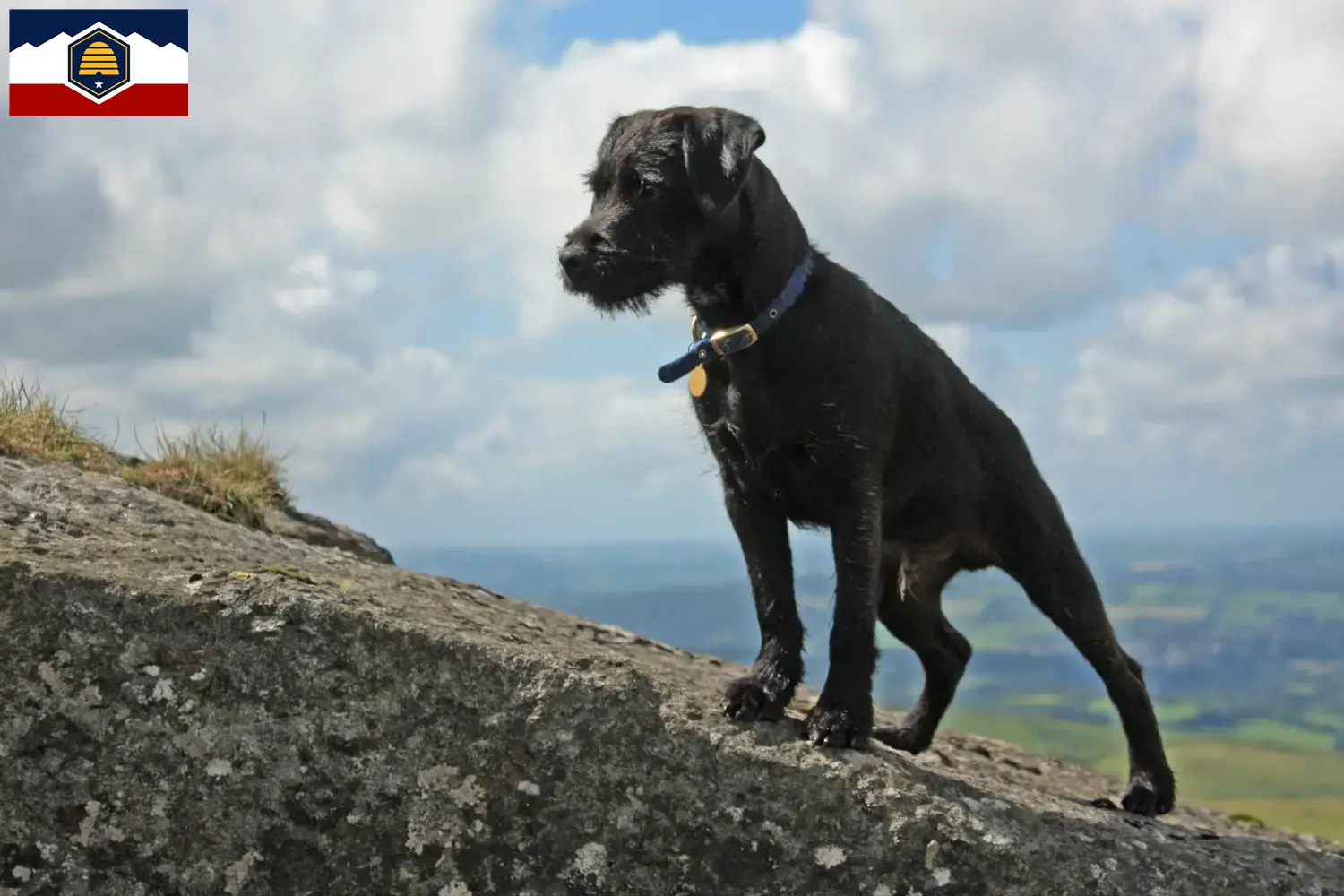 Read more about the article Patterdale Terrier breeders and puppies in Utah