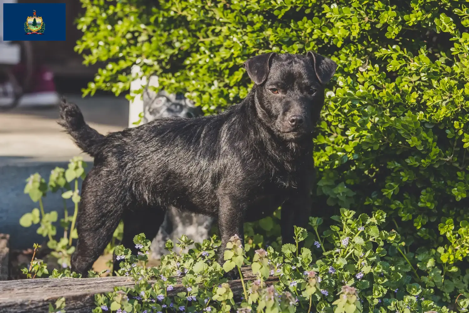 Read more about the article Patterdale Terrier breeders and puppies in Vermont