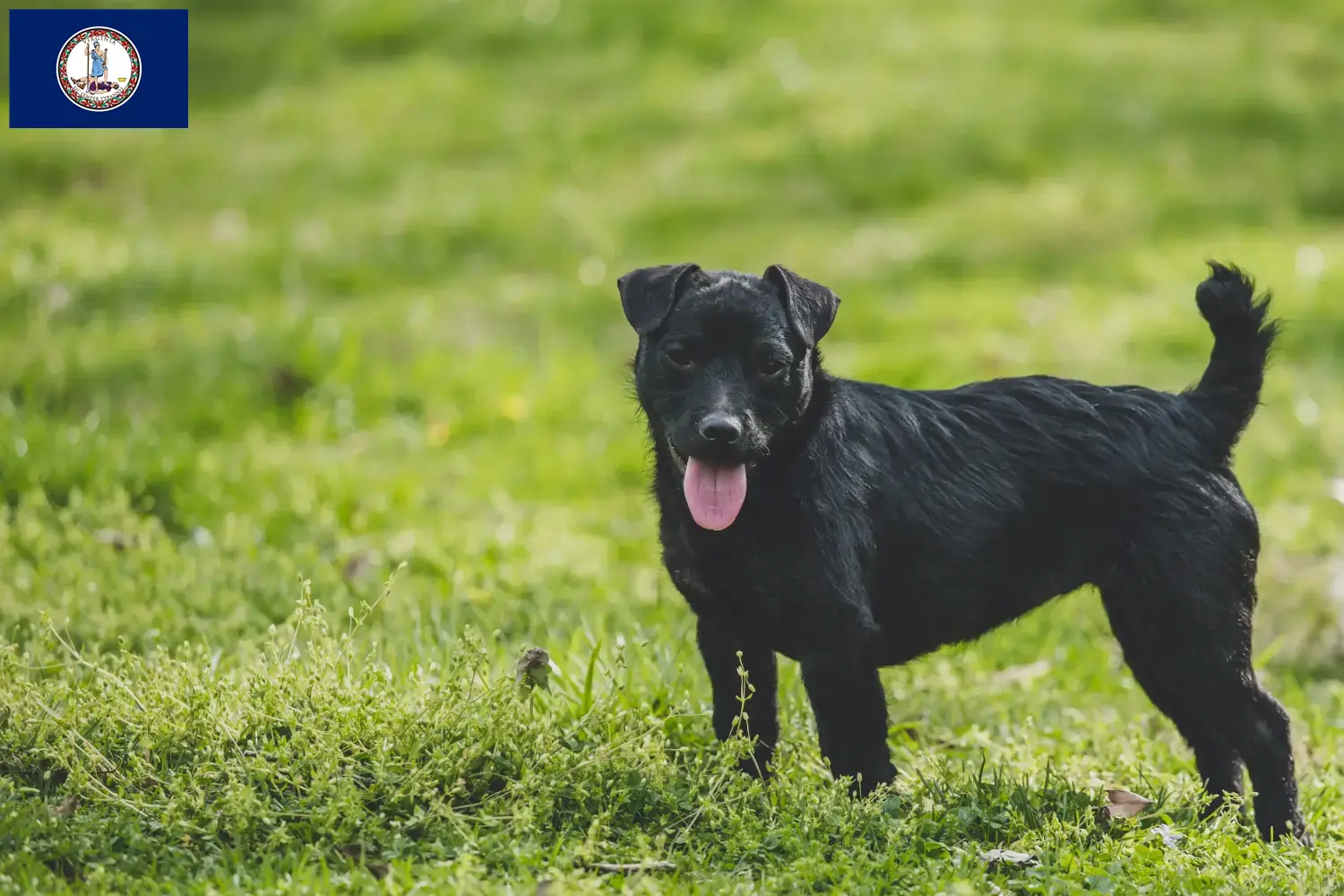 Read more about the article Patterdale Terrier breeders and puppies in Virginia