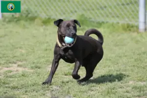 Read more about the article Patterdale Terrier breeders and puppies in Washington
