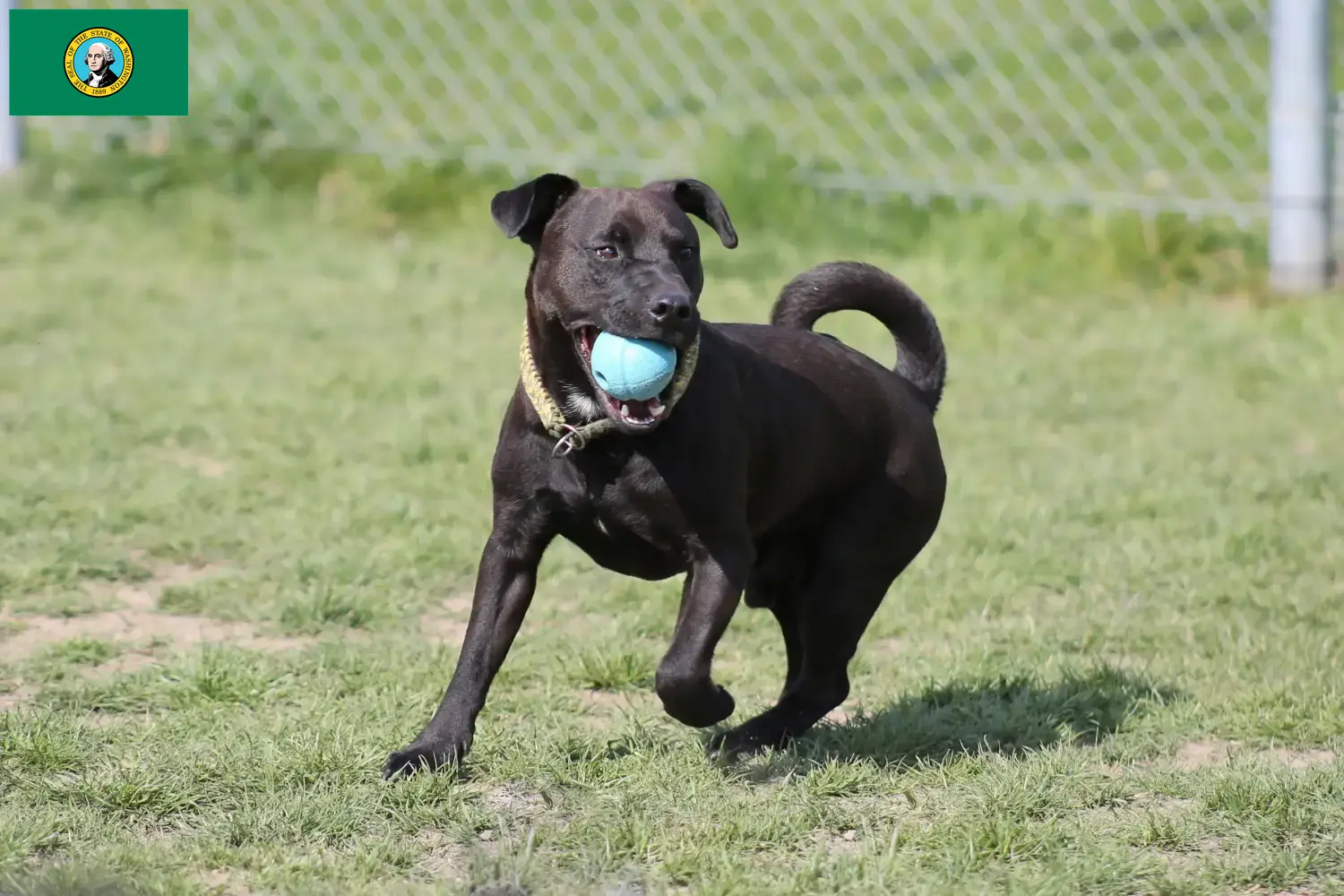 Read more about the article Patterdale Terrier breeders and puppies in Washington