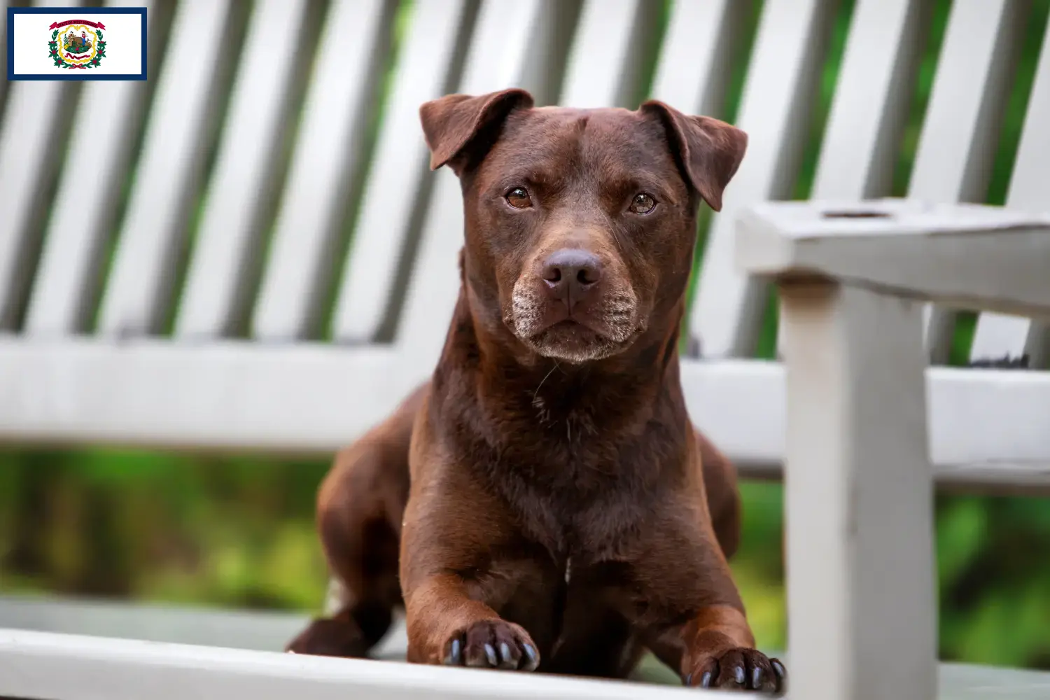 Read more about the article Patterdale Terrier breeders and puppies in West Virginia