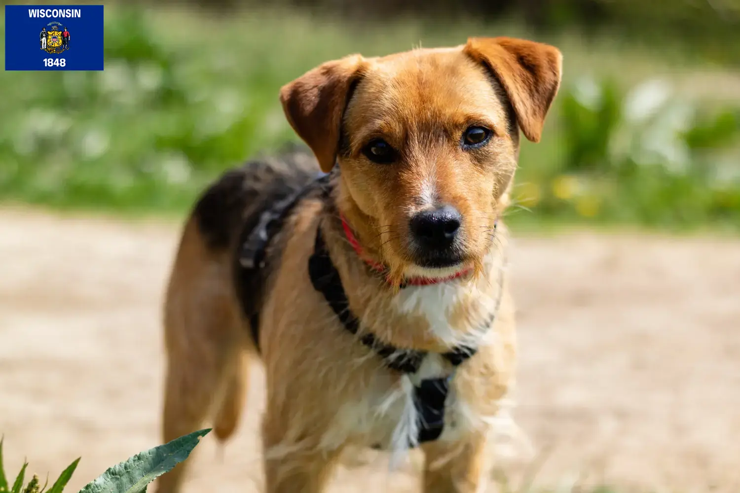 Read more about the article Patterdale Terrier breeders and puppies in Wisconsin