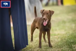 Read more about the article Patterdale Terrier breeders and puppies in Wyoming