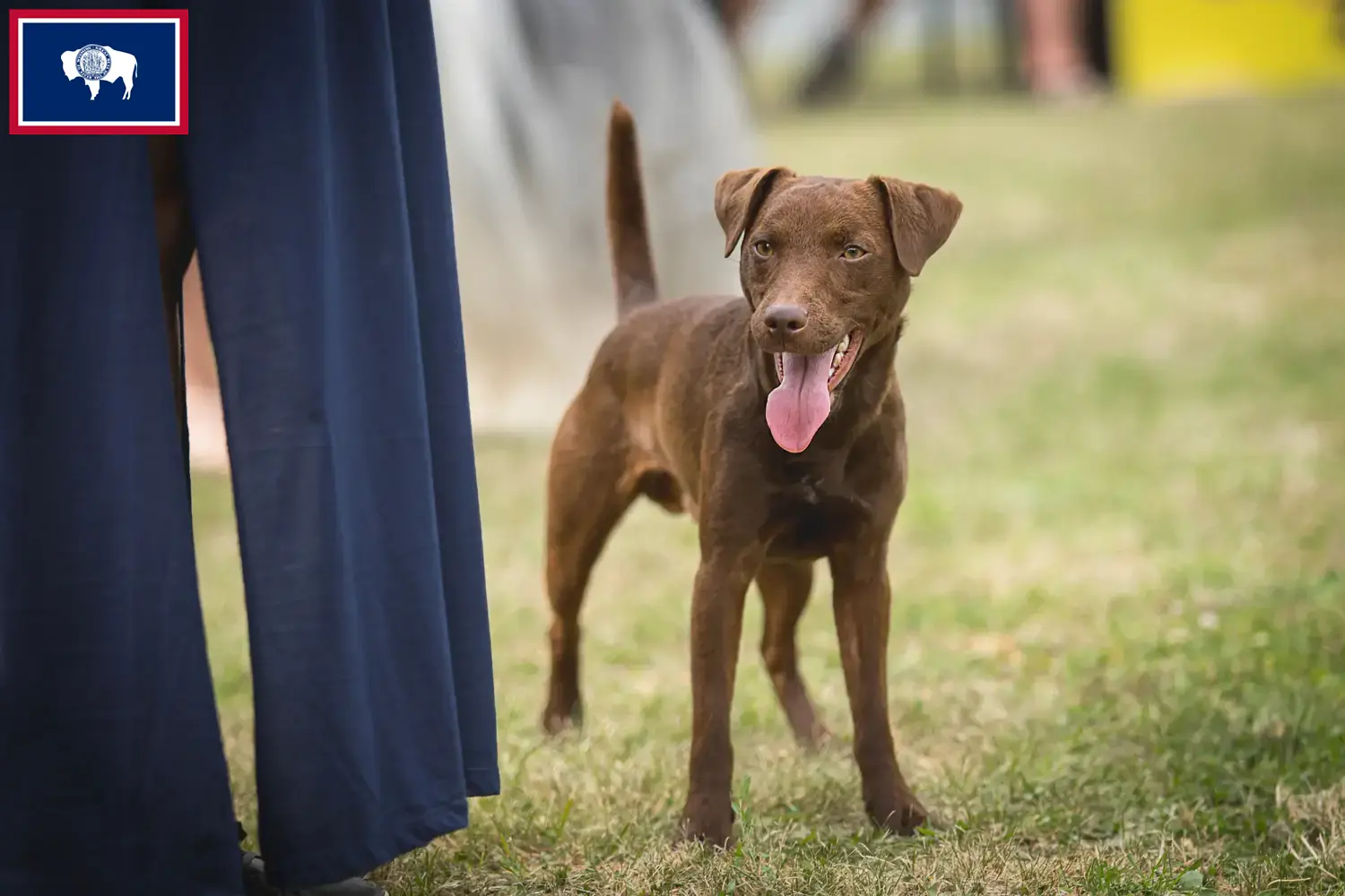Read more about the article Patterdale Terrier breeders and puppies in Wyoming
