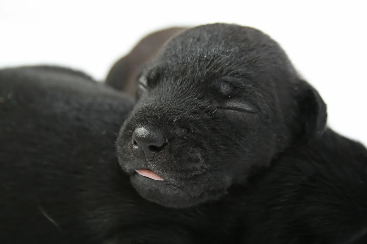 Buying a Patterdale Terrier puppy means taking responsibility! Buy Patterdale Terrier puppies.