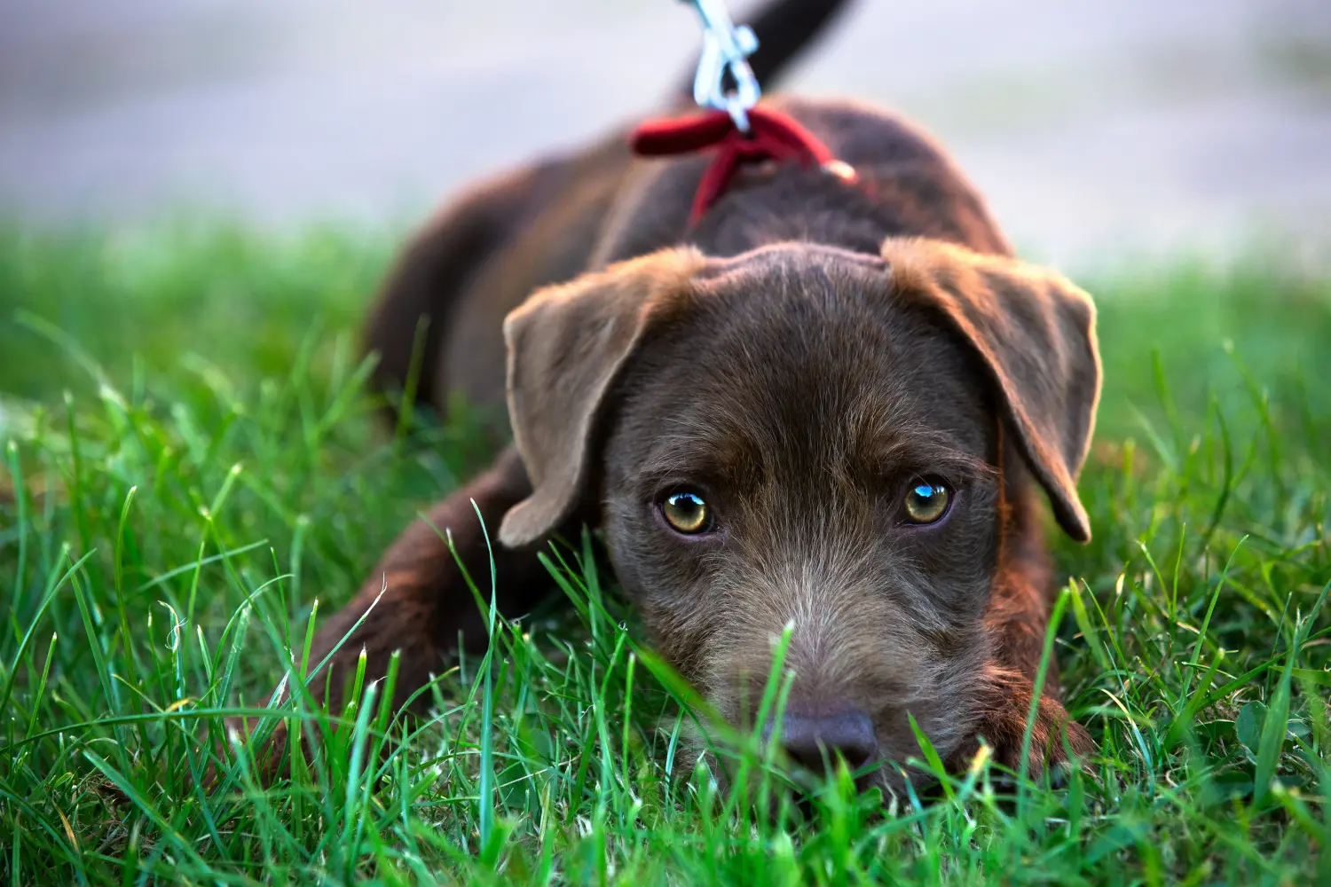 Buying a Patterdale Terrier puppy means taking responsibility! Buy Patterdale Terrier puppies.