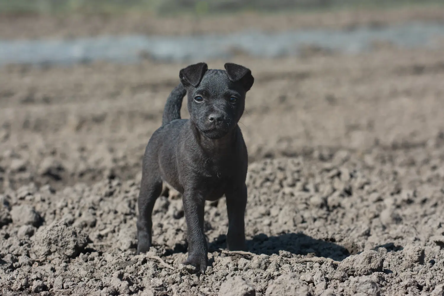 Buying a Patterdale Terrier puppy means taking responsibility! Buy Patterdale Terrier puppies.
