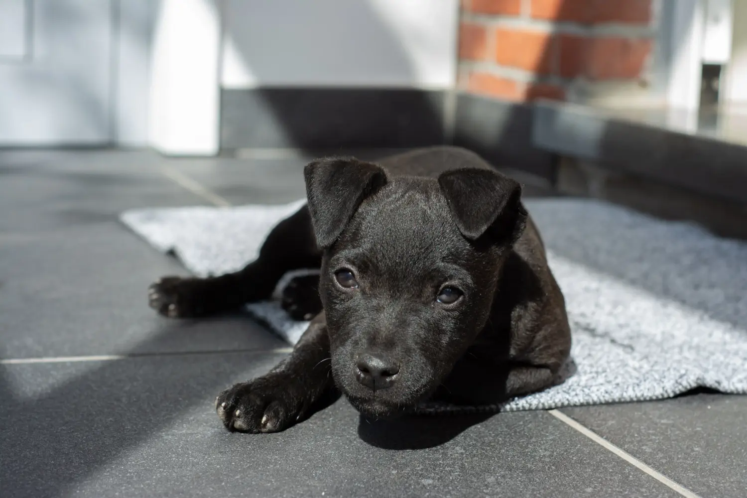Buying a Patterdale Terrier puppy means taking responsibility! Buy Patterdale Terrier puppies.