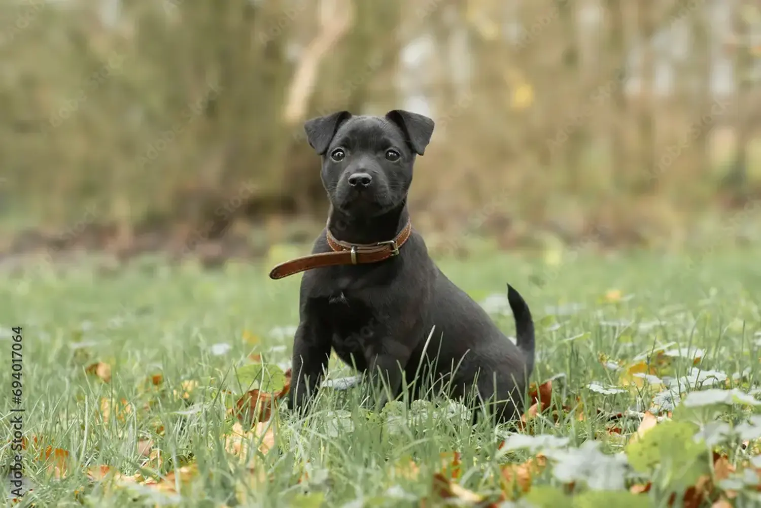 Buying a Patterdale Terrier puppy means taking responsibility! Buy Patterdale Terrier puppies.
