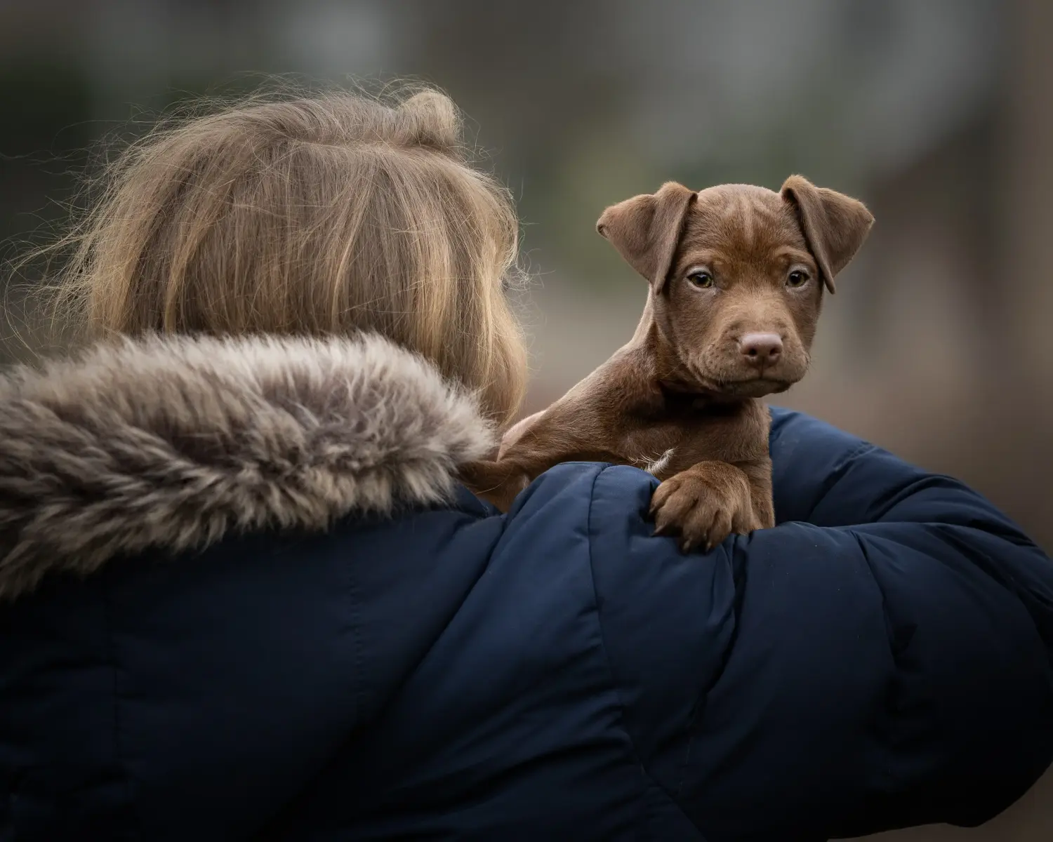 Buying a Patterdale Terrier puppy means taking responsibility! Buy Patterdale Terrier puppies.