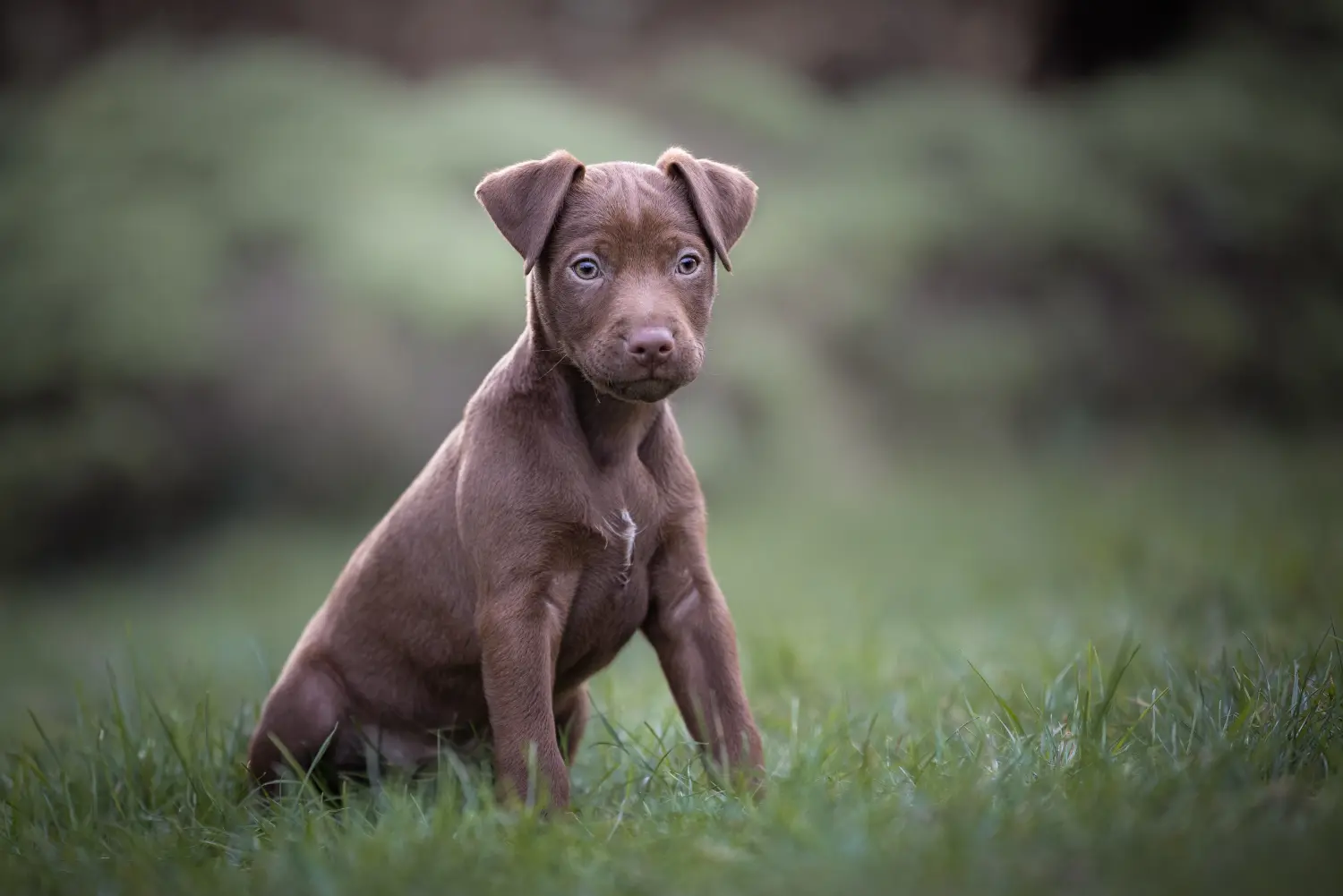 Buying a Patterdale Terrier puppy means taking responsibility! Buy Patterdale Terrier puppies.