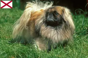 Read more about the article Pekingese breeders and puppies in Alabama