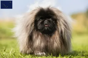Read more about the article Pekingese breeders and puppies in Alaska