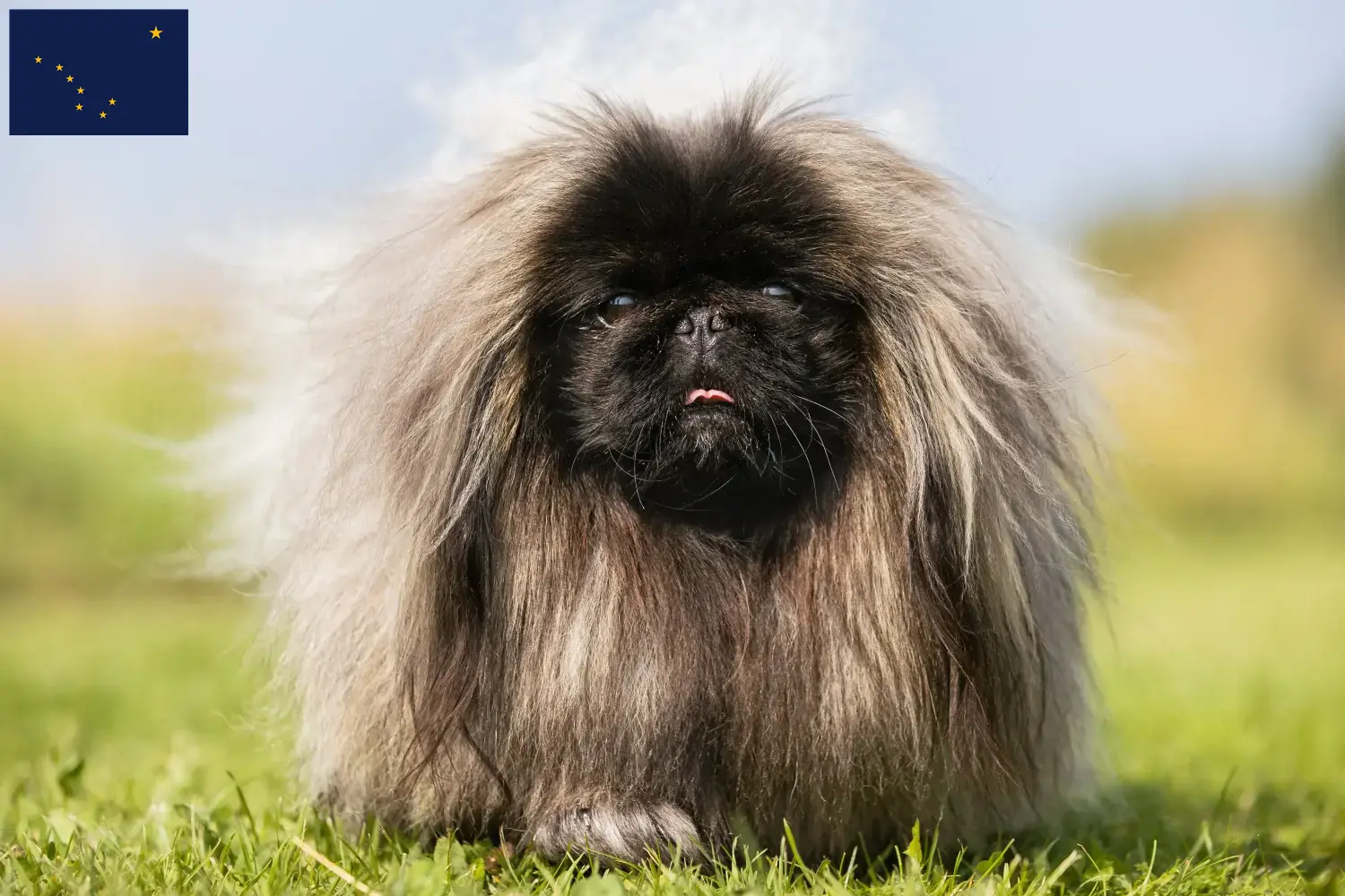 Pekingese puppies and breeder Alaska Find Pekingese breeders in Alaska.