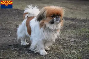 Read more about the article Pekingese breeders and puppies in Arizona